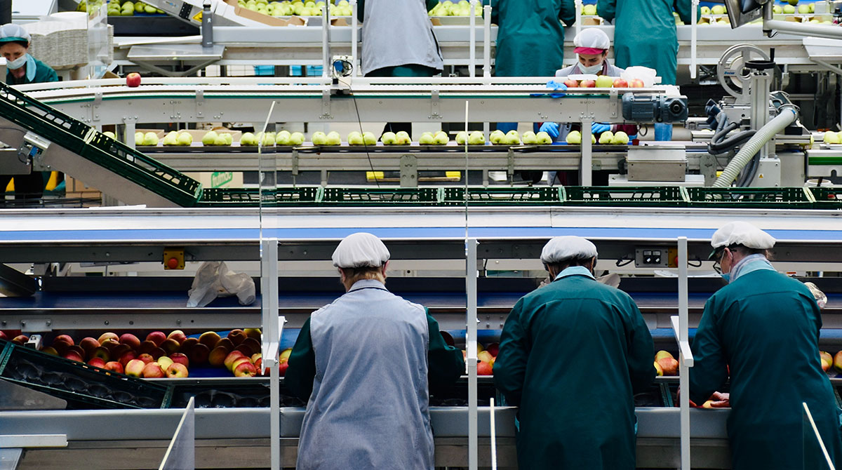 Arbeiterinnen sortieren Äpfel am Fließband