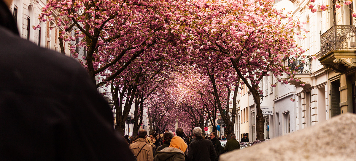 Kirschblüte in der Heerstrasse in Bonn